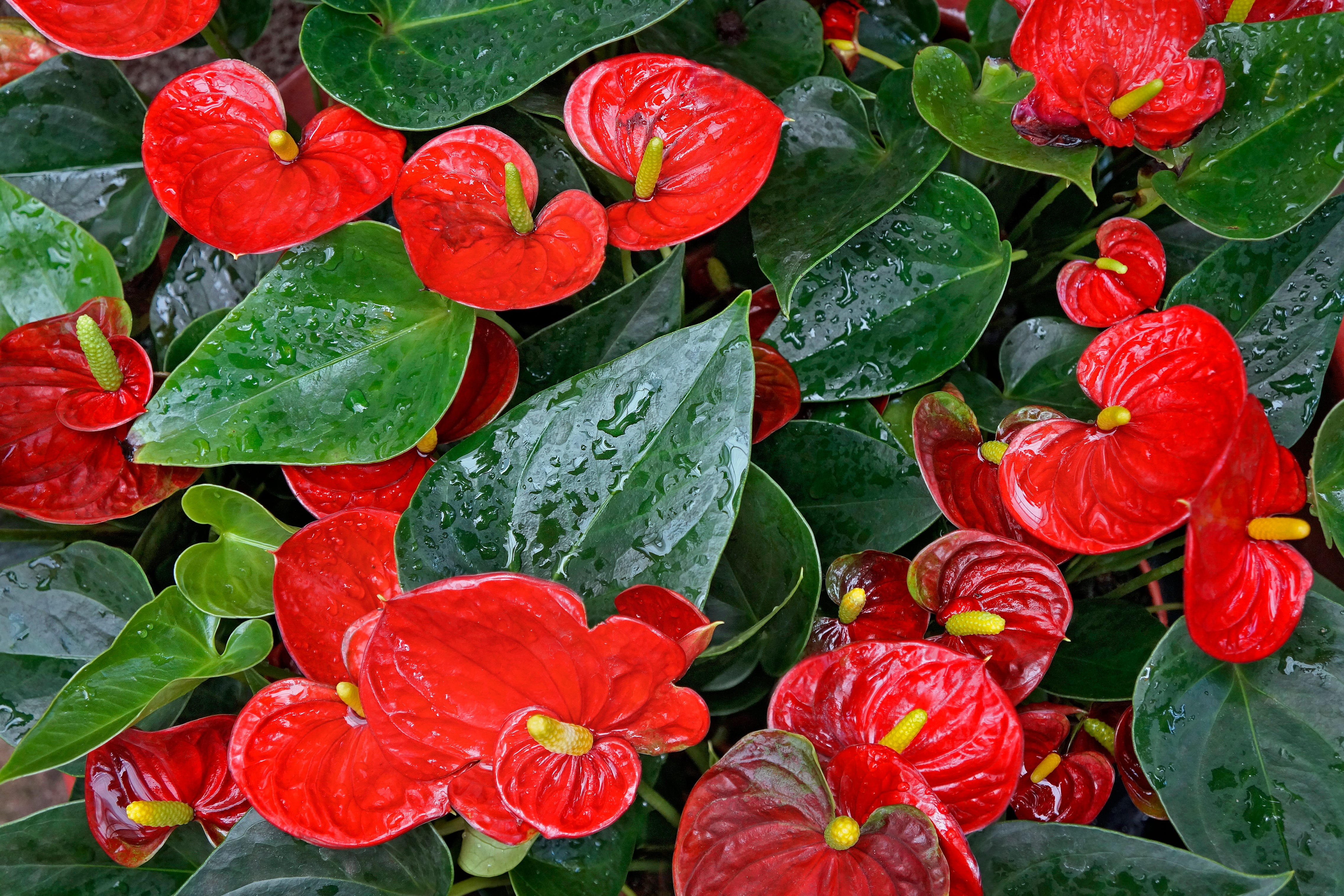 Red anthuriums, flamingo flowers