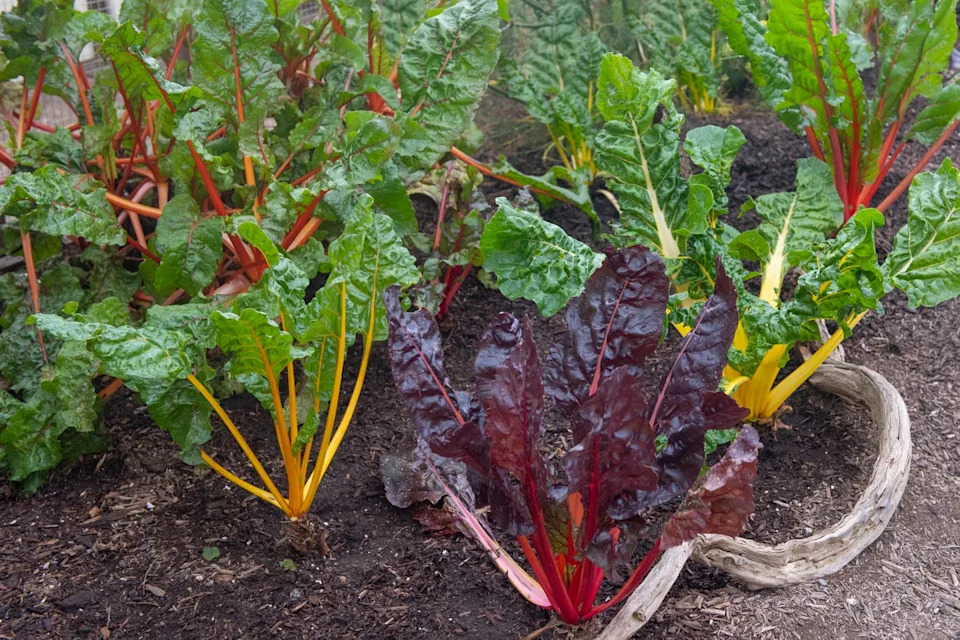 Photo credit: Gail Shotlander - Getty Images