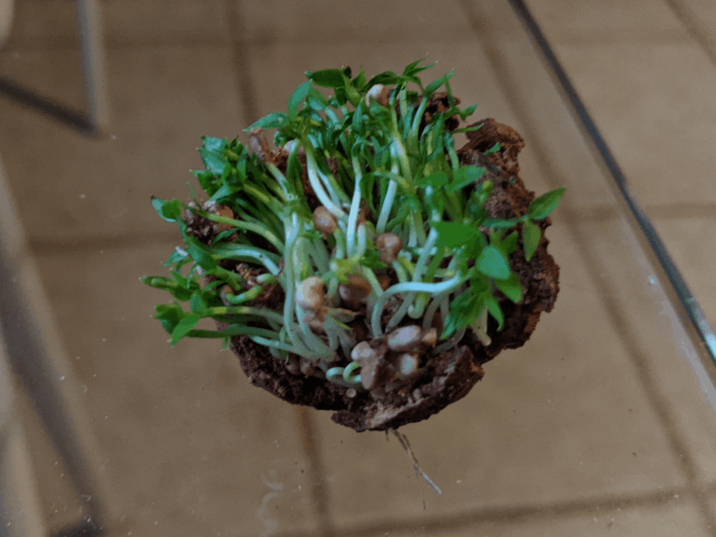 Sprouting guava found in my backward