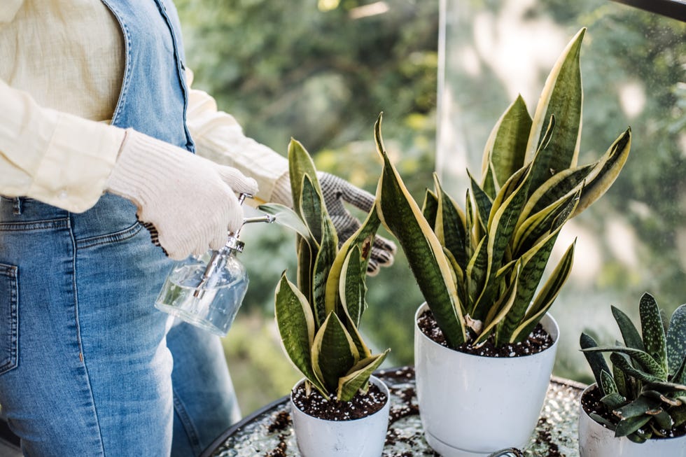 Close-up of gloved hands watering snake plants with a sprayer on a balcony. Highlights urban gardening, plant care, and eco-friendly practices.