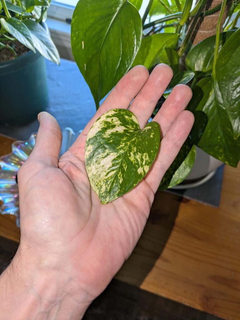 The biggest pothos leaves I've ever grown on a 34 yr old golden pothos. I recently put a pole so it could climb and immediately the new stems were twice as thick and strong. New leaves almost cover my hand (2nd pic). So pretty.