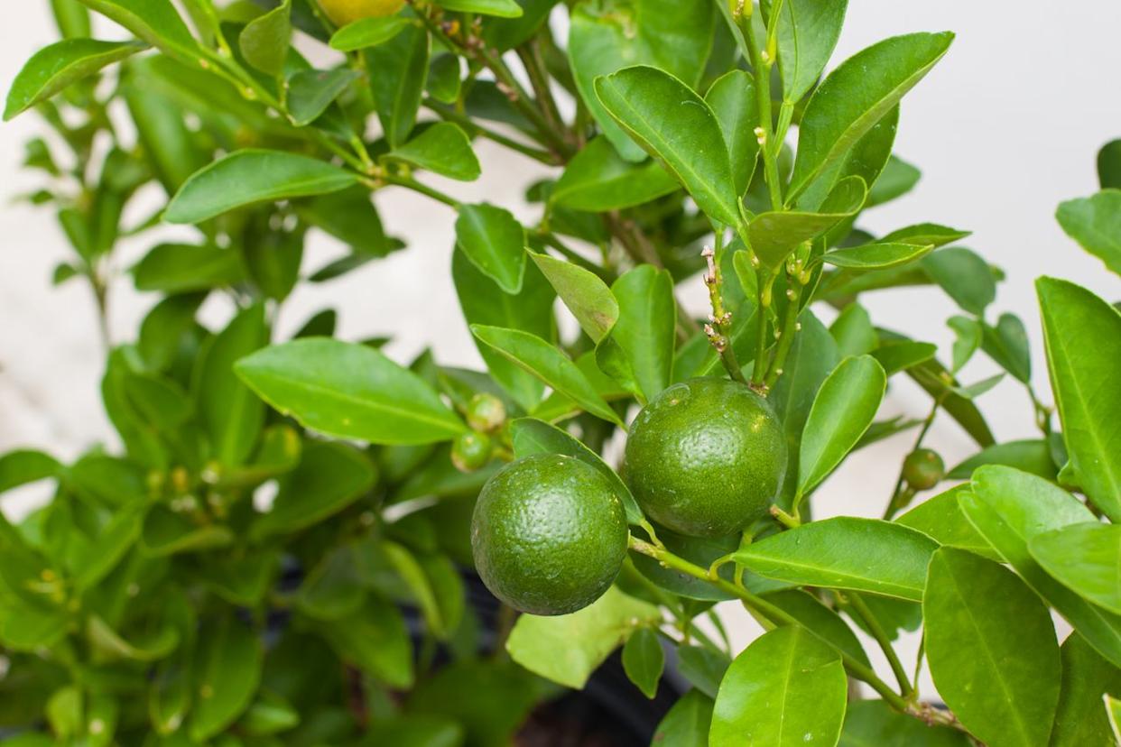 Credit: saisi1014 / Getty Images