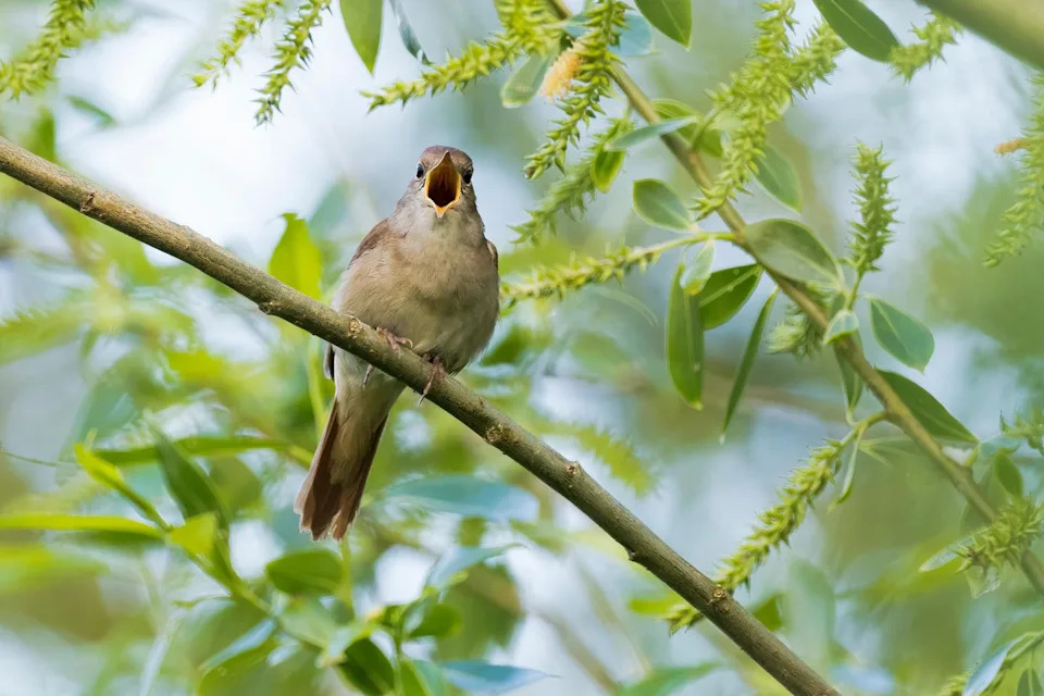 bird perched and calling on a branch