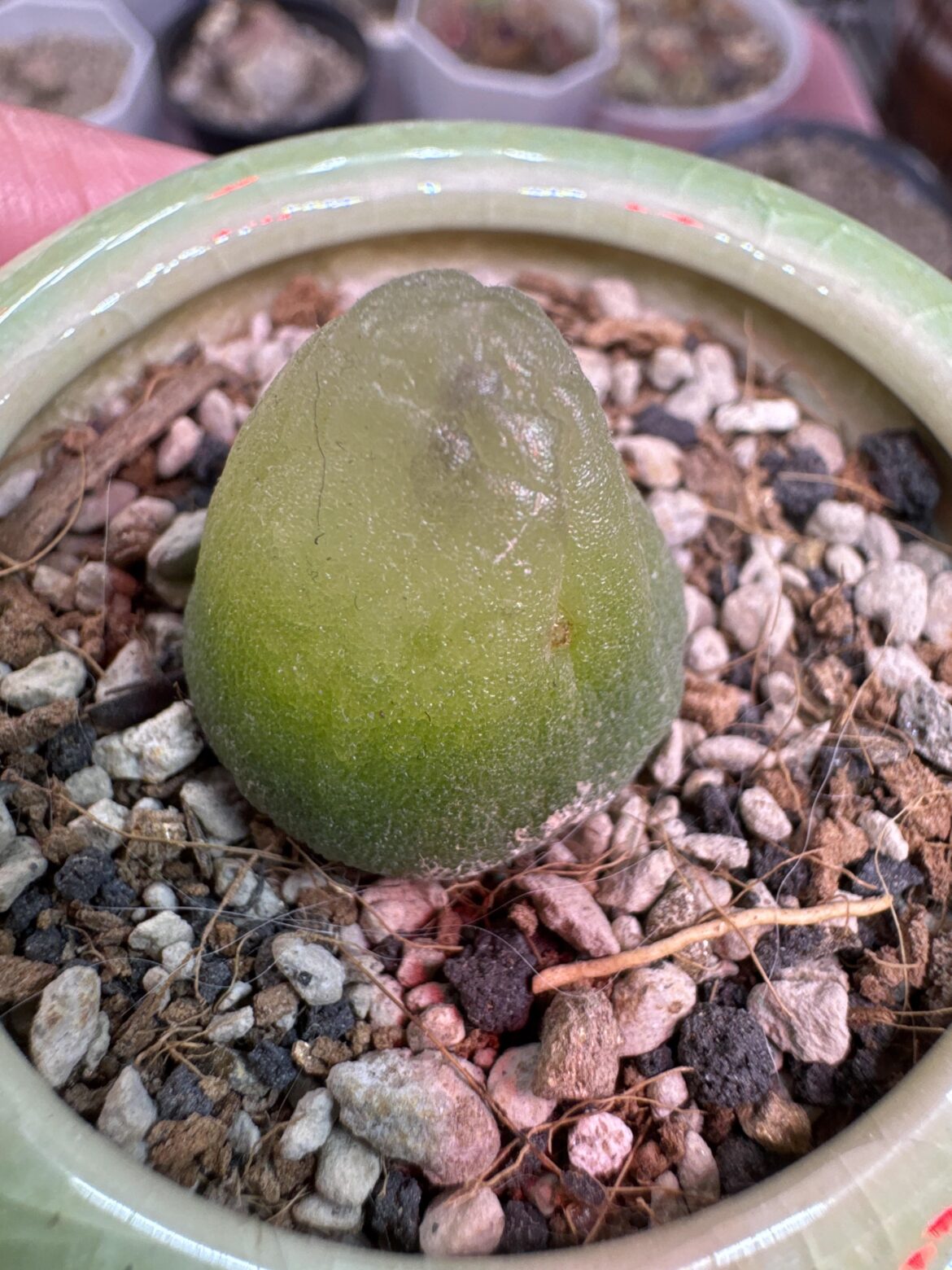 Conophytum Burgeri