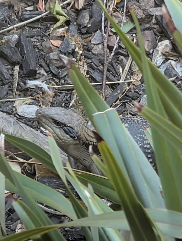 One homeowner shared how they're happily coexisting with a native blue-tongued skink living under their driveway.
