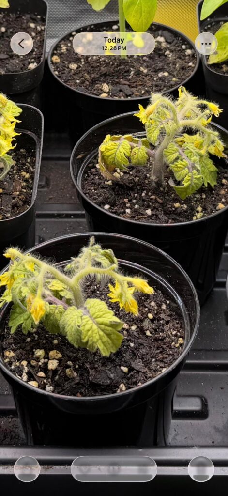 Micro-Tom Tomato seedlings dying?? Micro-Tom Tomato seedlings dying??