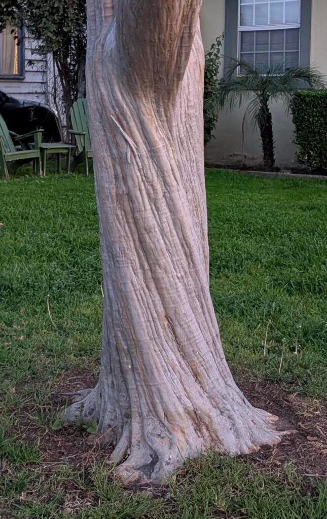 Fluted / spiral crape myrtle trunks: do we know what causes this? Fluted / spiral crape myrtle trunks: do we know what causes this?