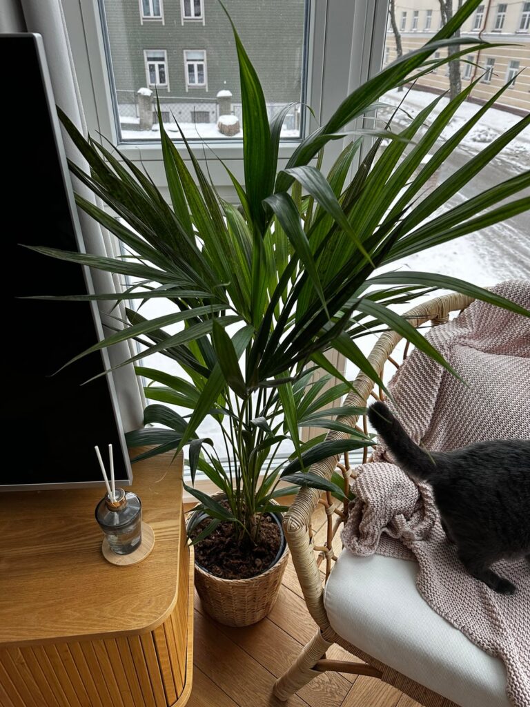 Need help with leaf spots on newly purchased palm and dracaena Need help with leaf spots on newly purchased palm and dracaena