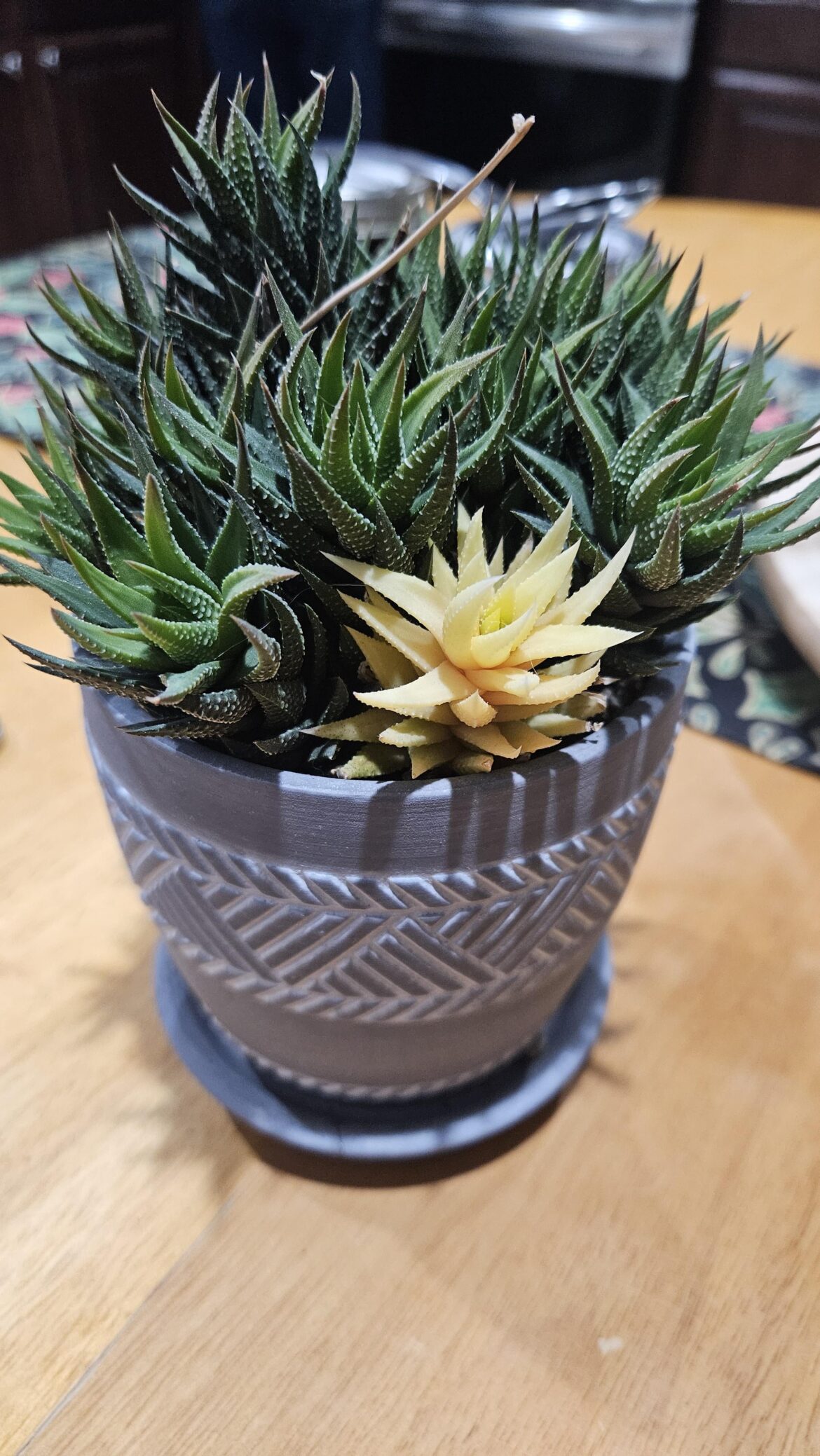 Shiny haworthiopsis