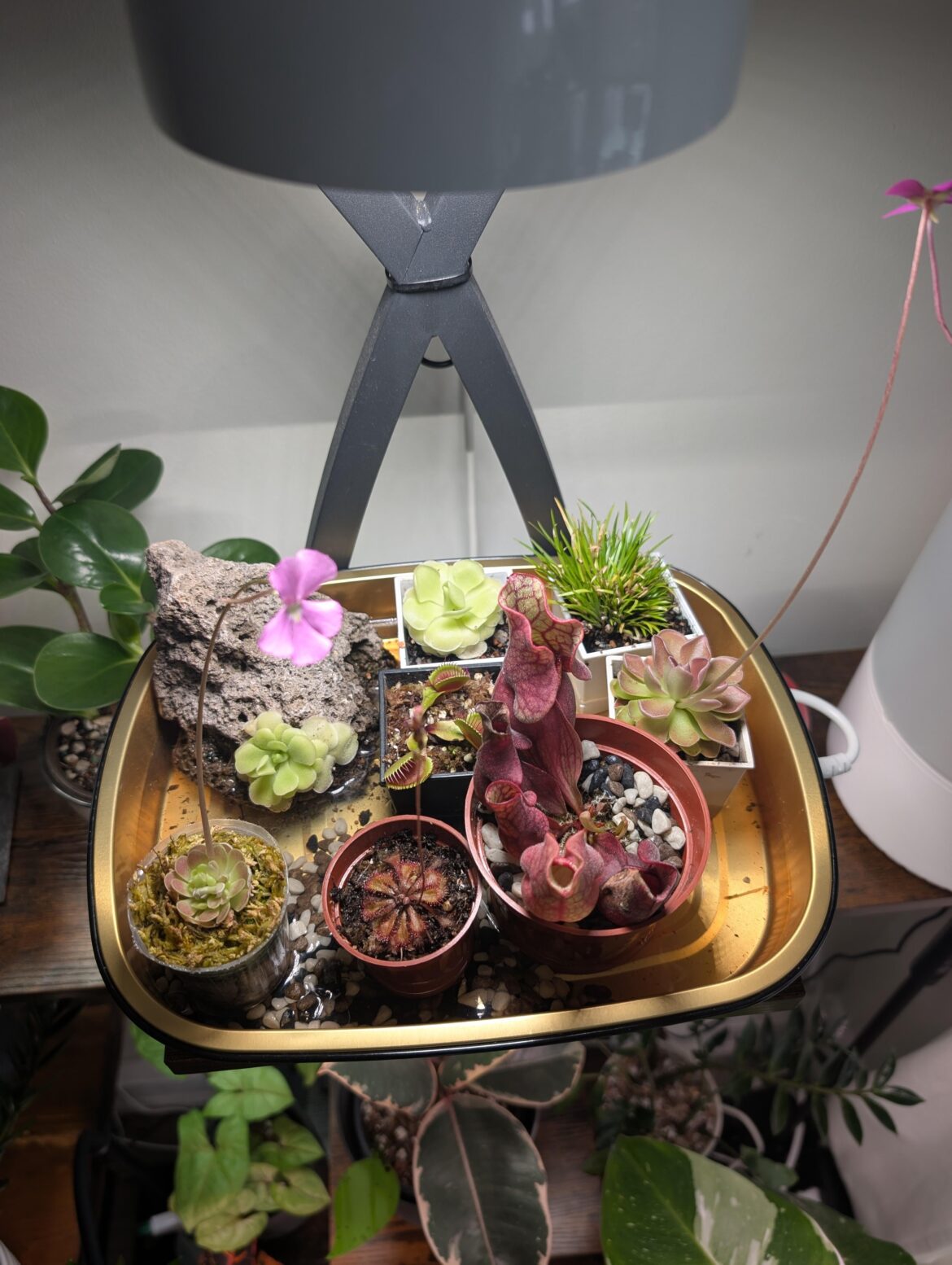 I'm moving next week so I've had to condense my carnivorous squad.