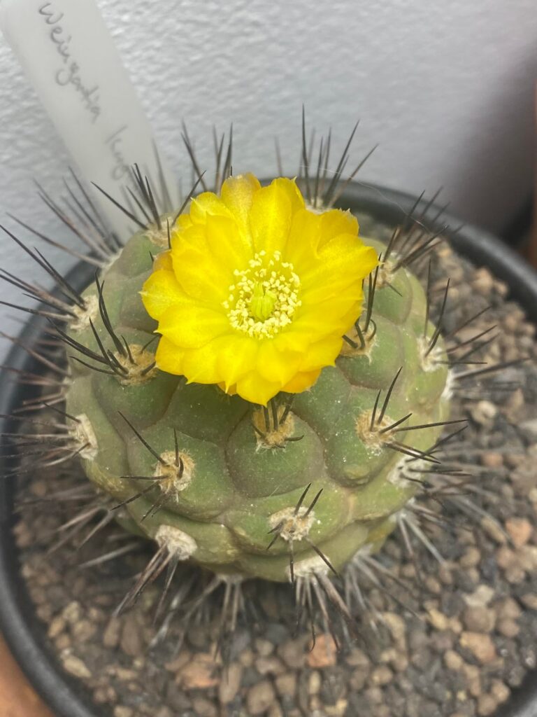 Weingartia kargliana