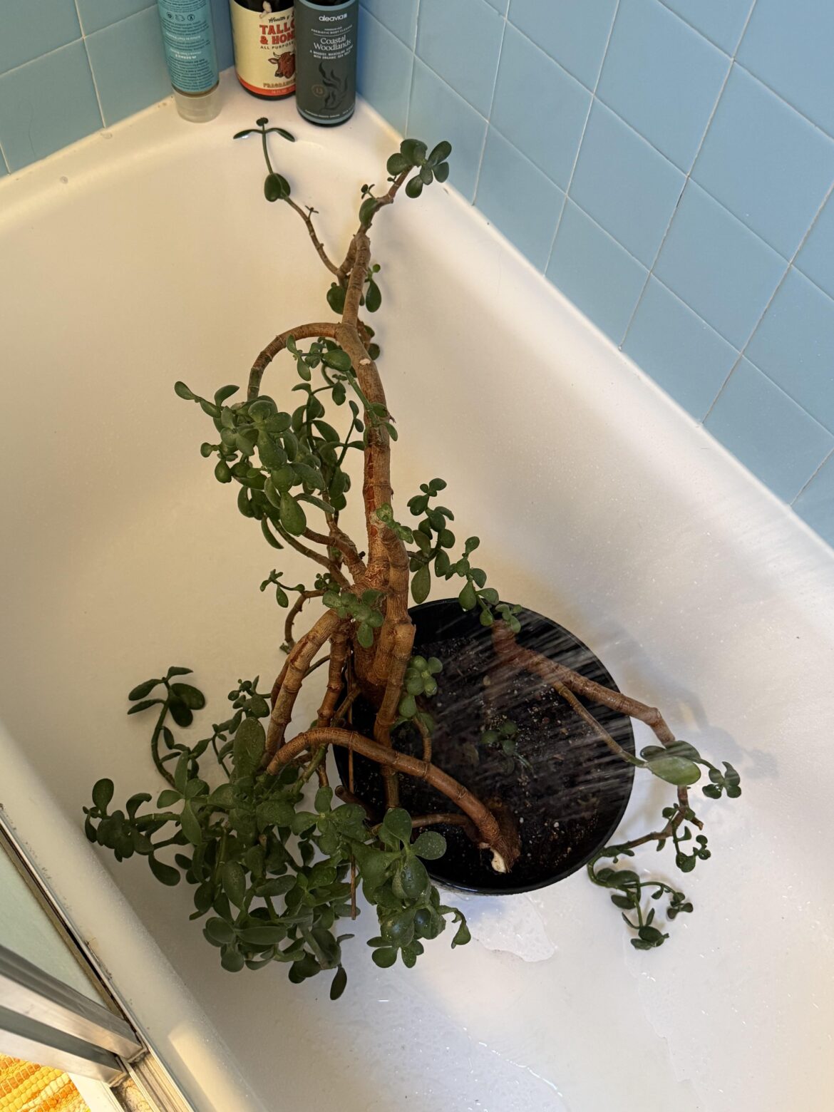 advice wanted for big boy jade