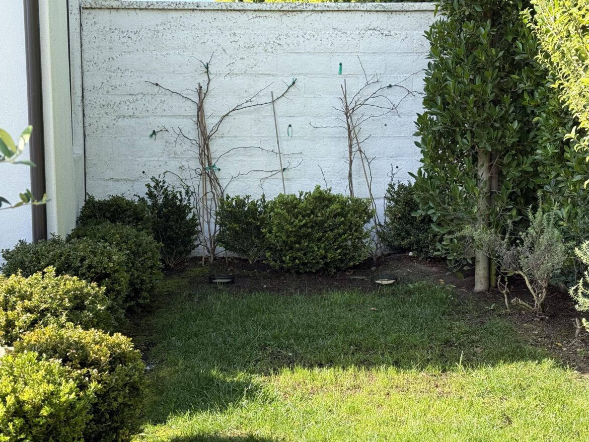 Deep shade + Moist, plants for birds habitat ( South Coastal California)