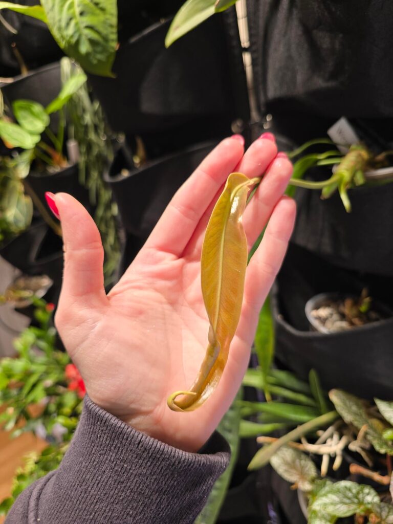 New leaf forming on anthurium wendlingeri ✨️💗