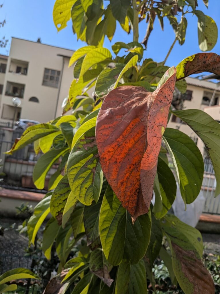 Help with avocado tree