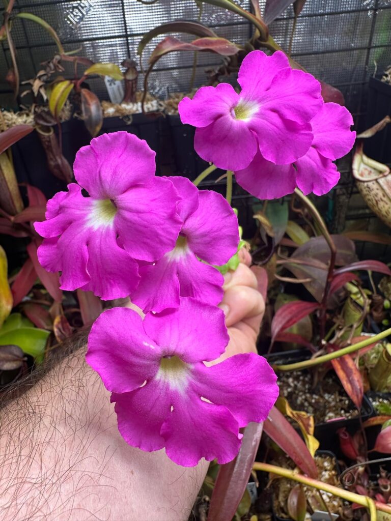 Pinguicula "Pink Moon", the largest Pinguicula flowers I know of.
