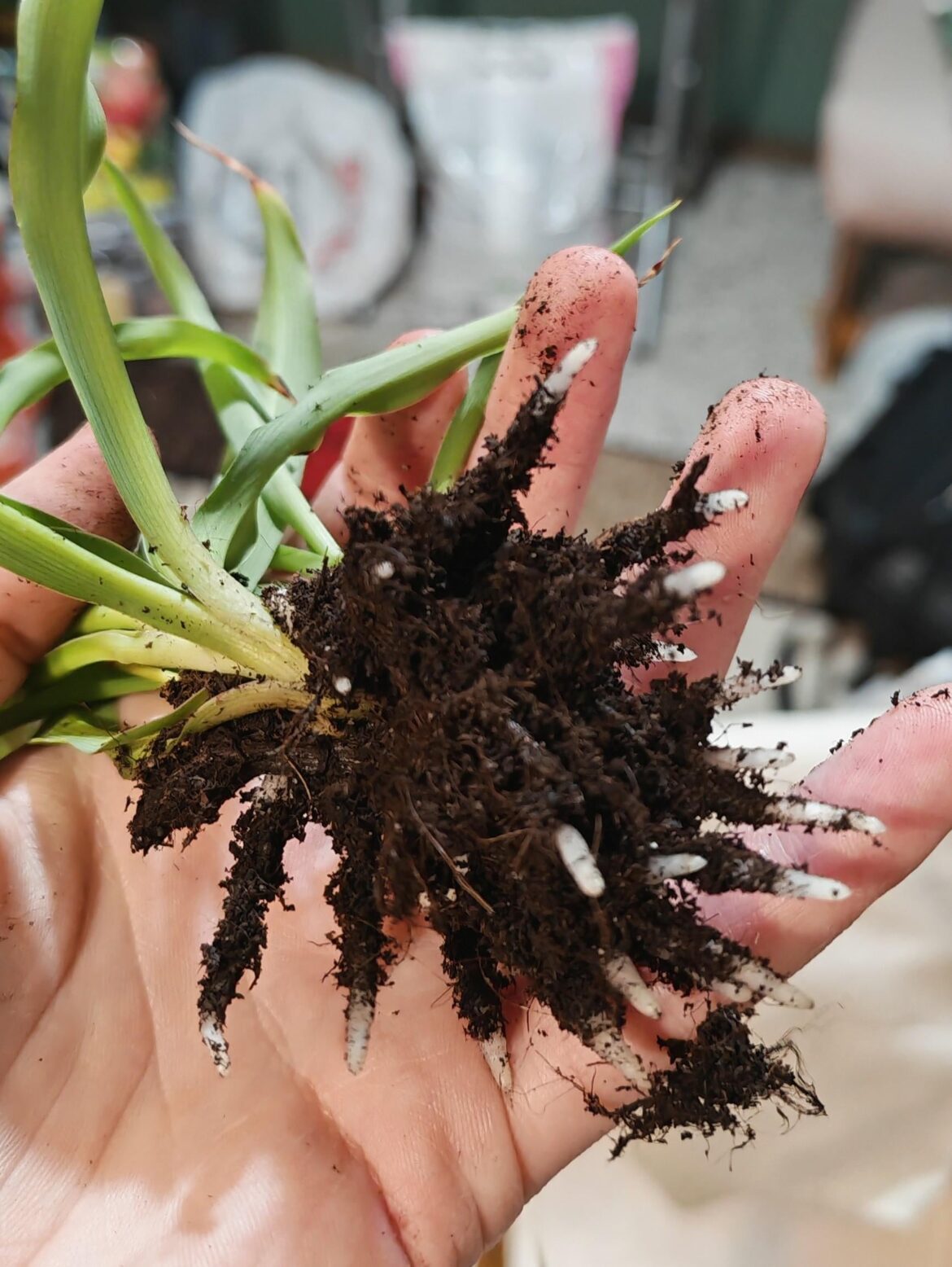 First prop - Spiderplant baby just in soil, loving his thick roots after about 3 weeks!