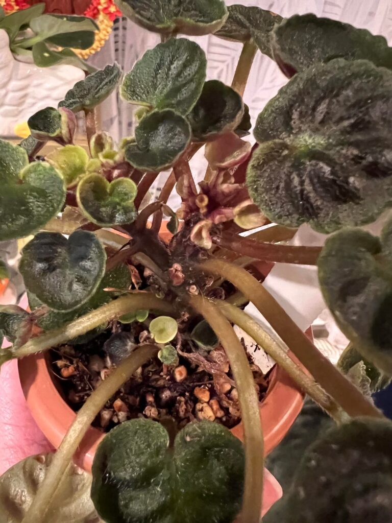 What should I do with my ugly trailer?