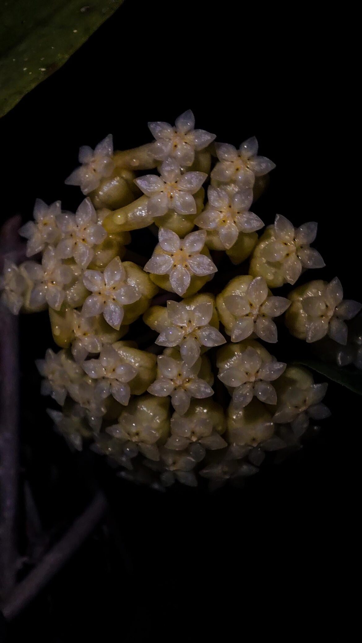 Hoya crassicaulis
