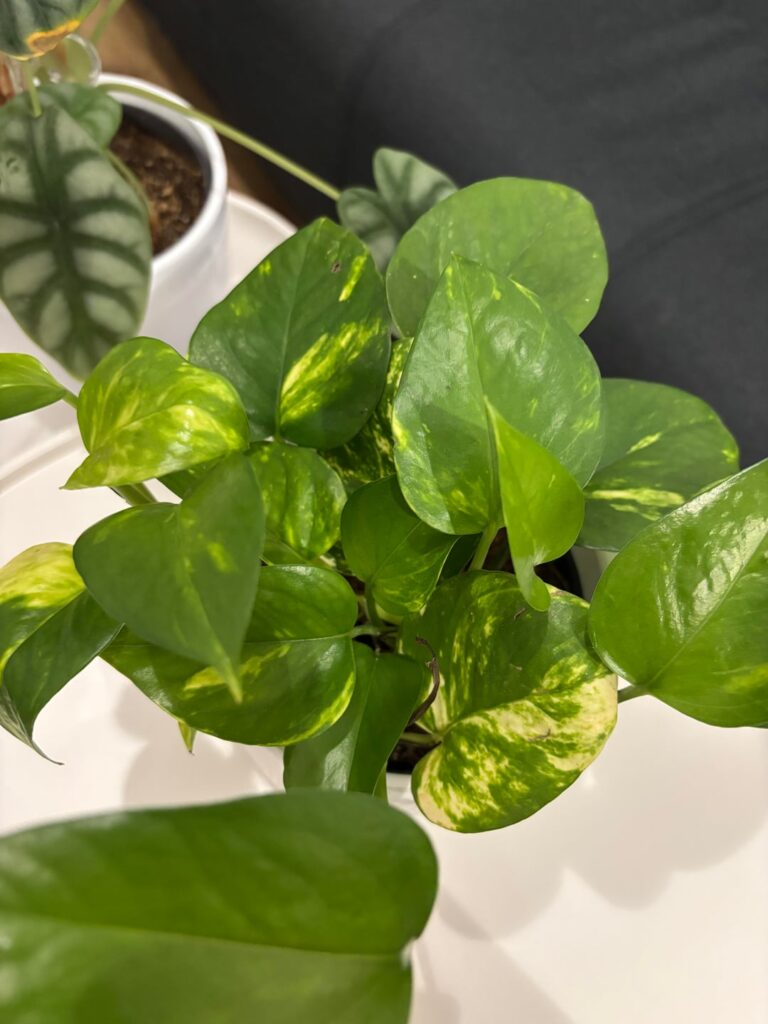 Brown leaf on my pothos Brown leaf on my pothos