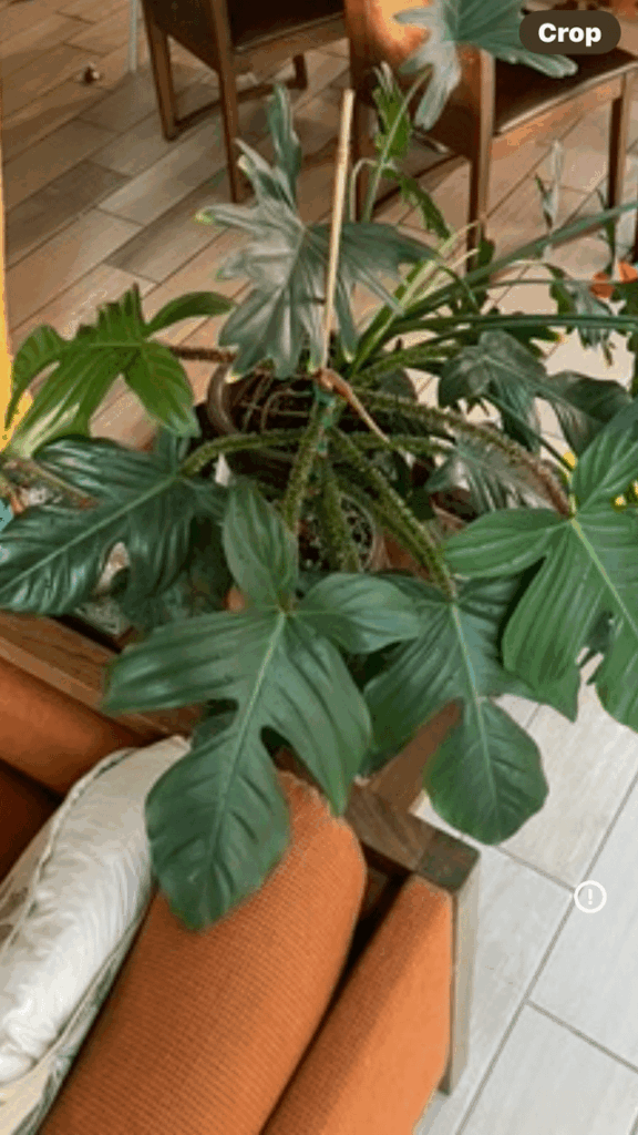 Squamiferum repot help (and any propagation tips?)