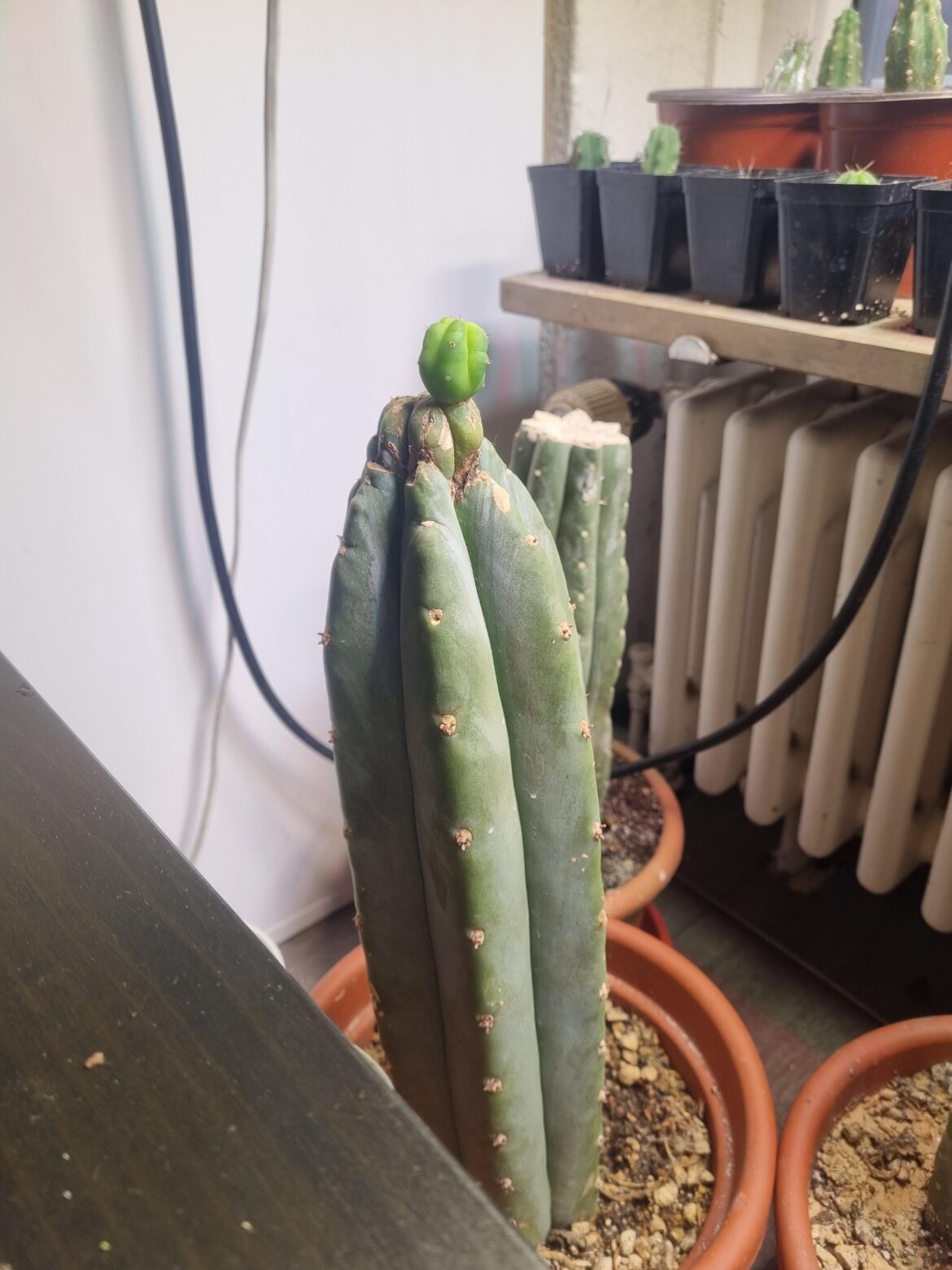 This fucker refuses to die