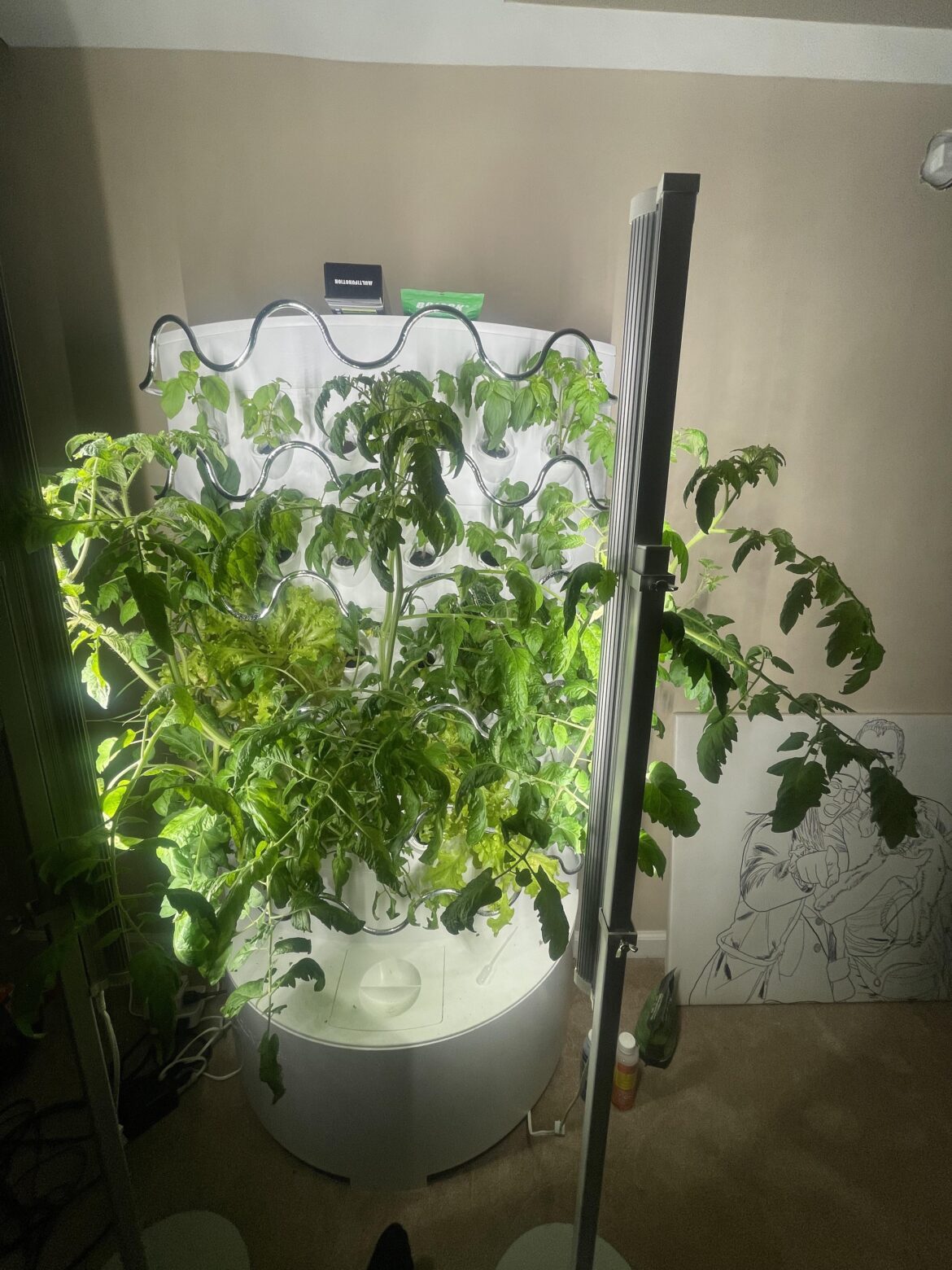 Tomatoe getting too big