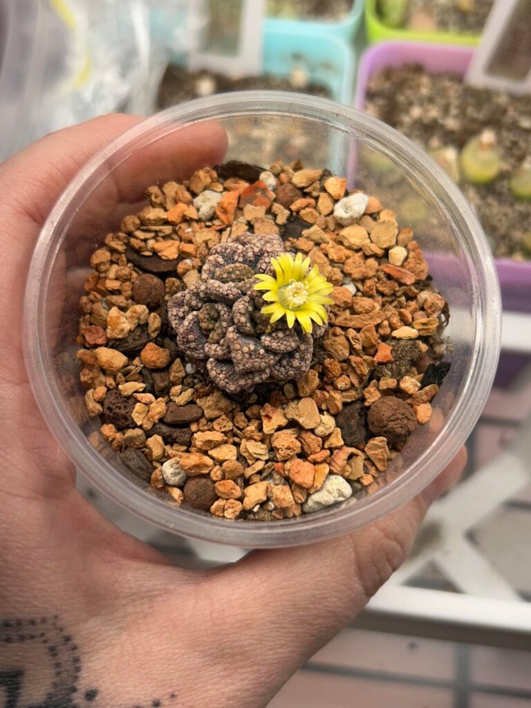 Flower 🌼