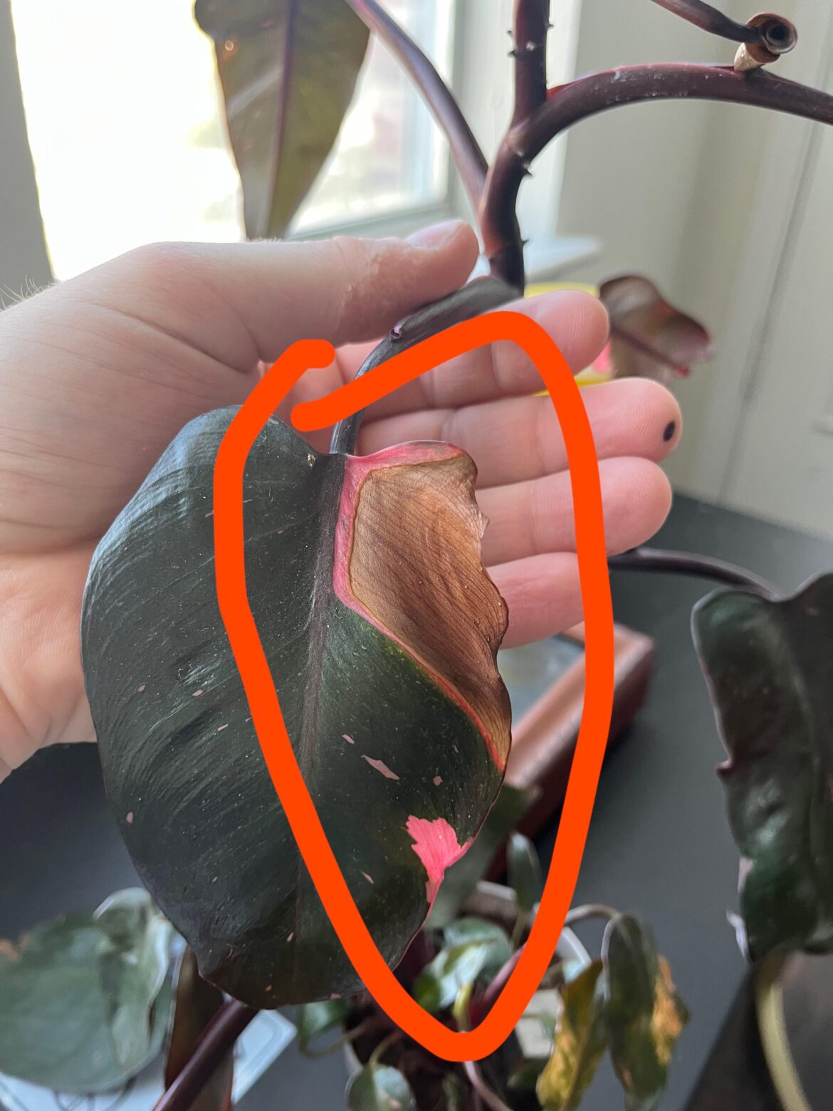 PPP pink segments browning?