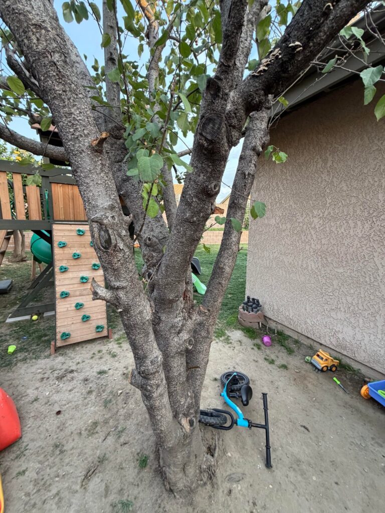 Mushrooms on branch of apple tree