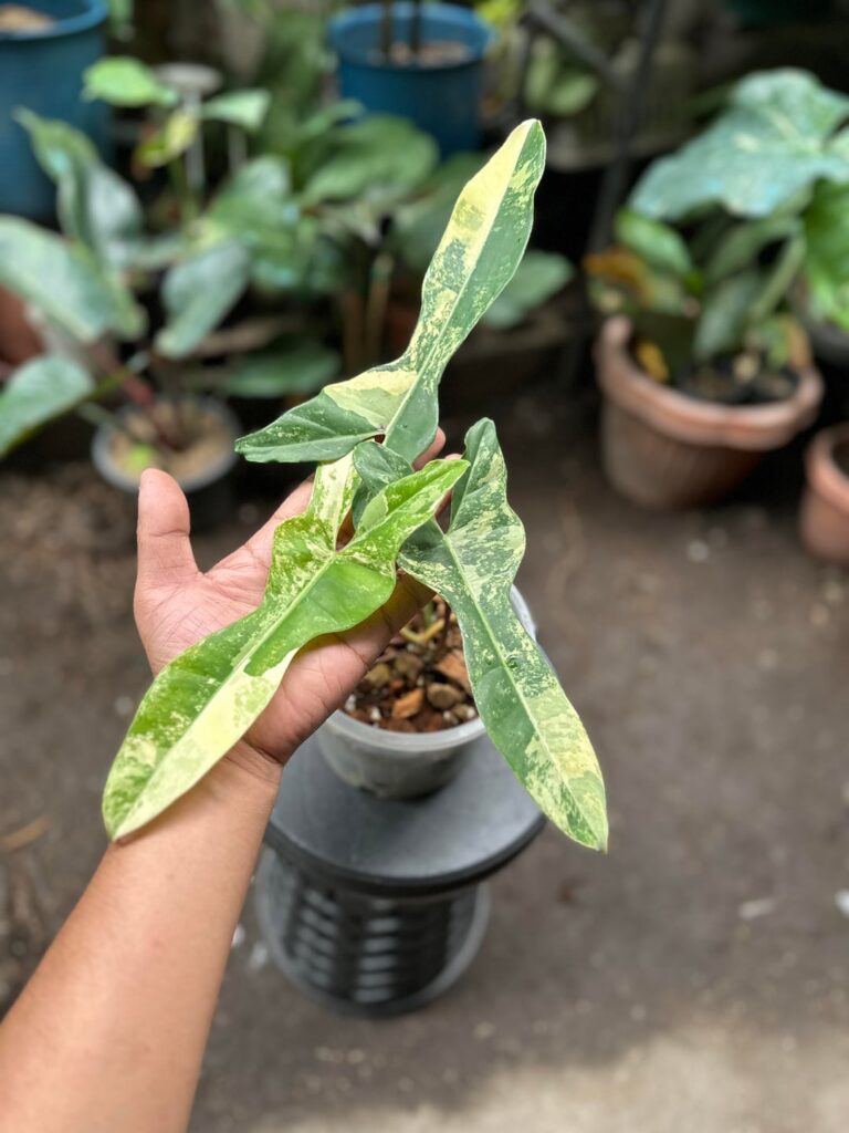 She isn't Britney, definitely not Mariah, who is she?