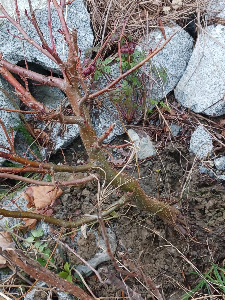 My first yamadori bonsai! My first yamadori bonsai!