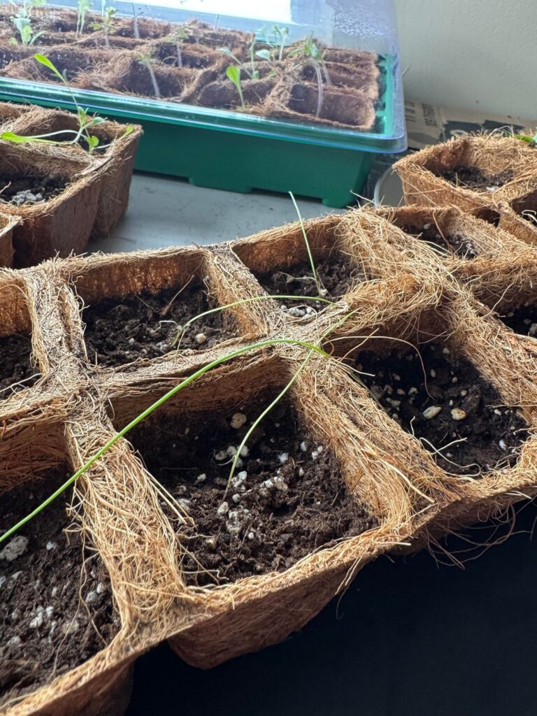 Is there something wrong with my onion and tomato sprouts?