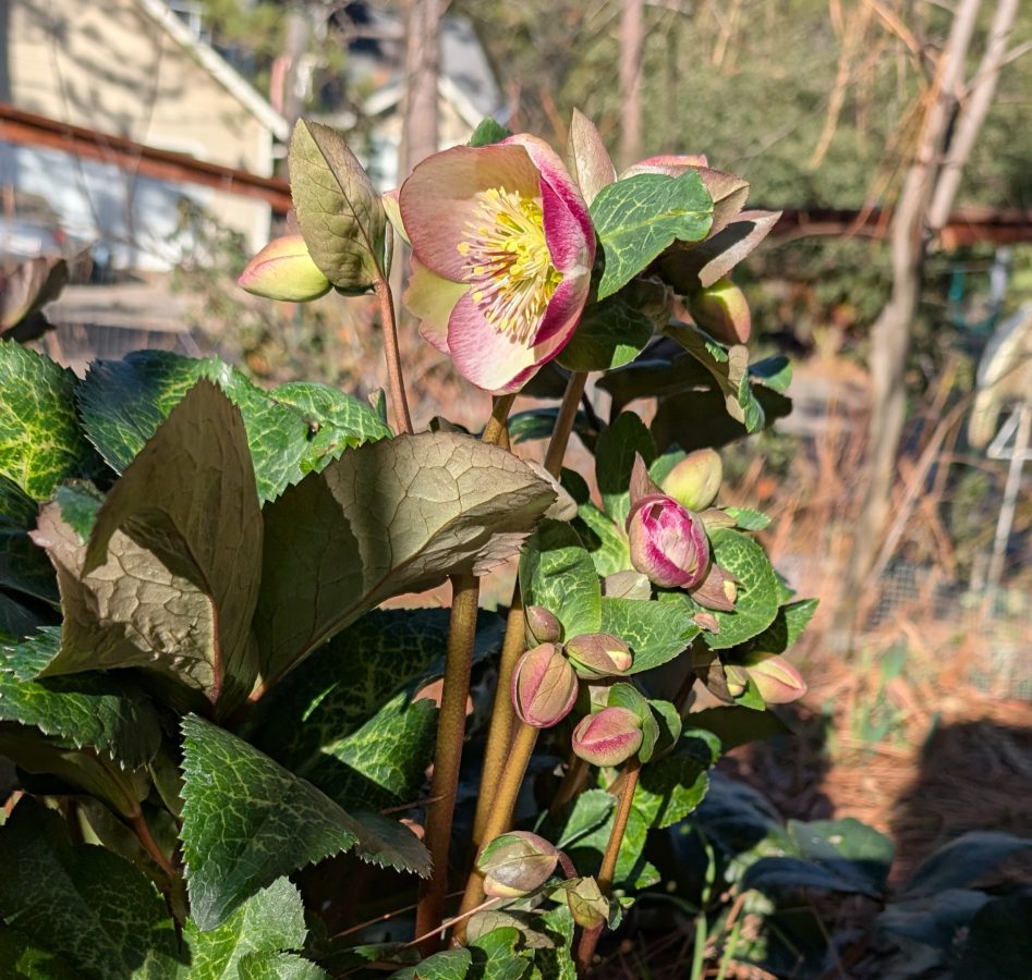 In Praise of the Lenten Rose 2-21 Jim Bliss, picture of flowers from Hellebore