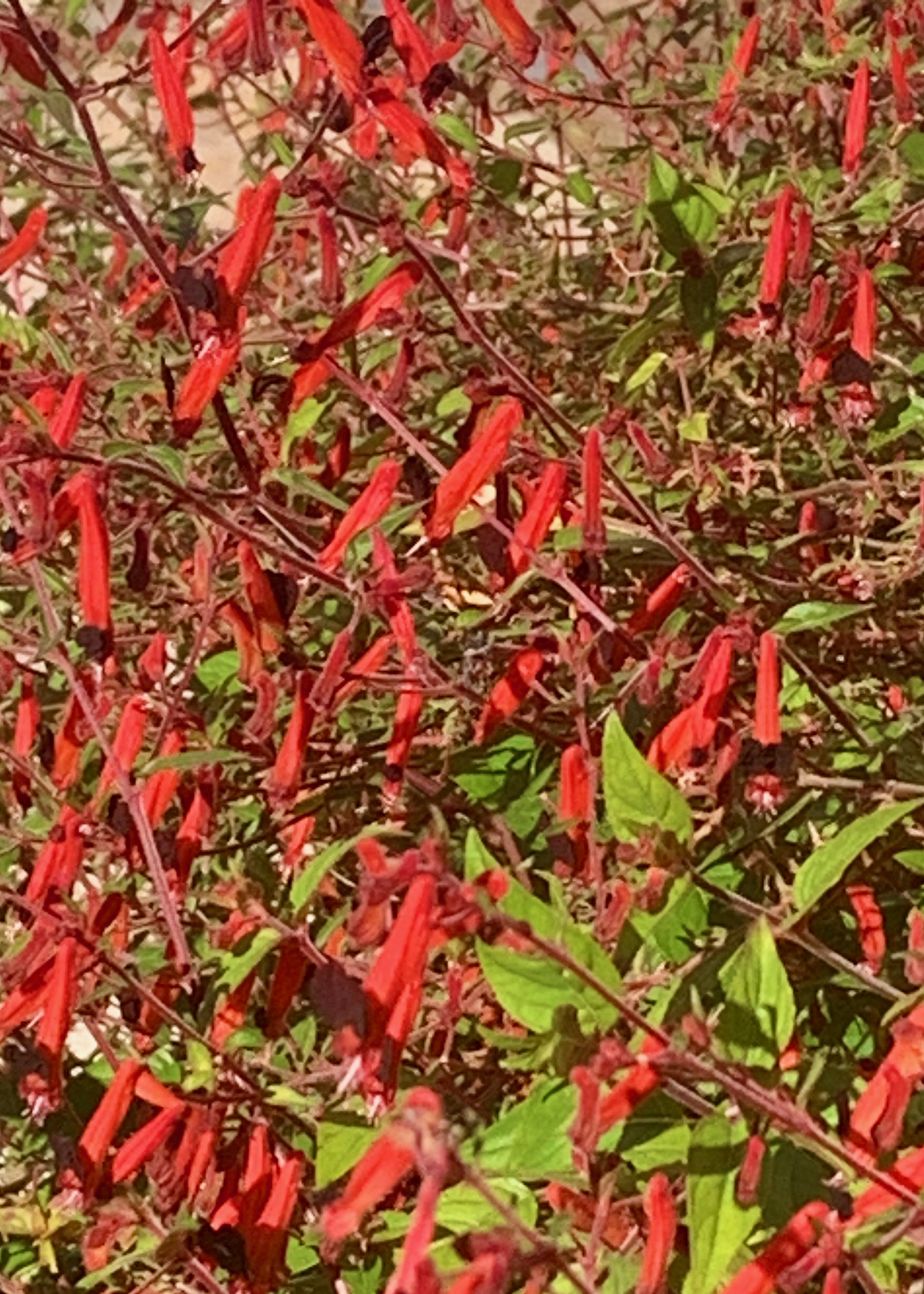 Firecracker plant (Cuphea ignea). This rounded, densely branched, bushy, evergreen...