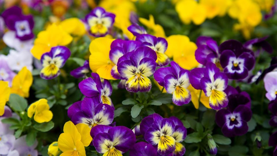 These are the pansies that bloomed in the garden.