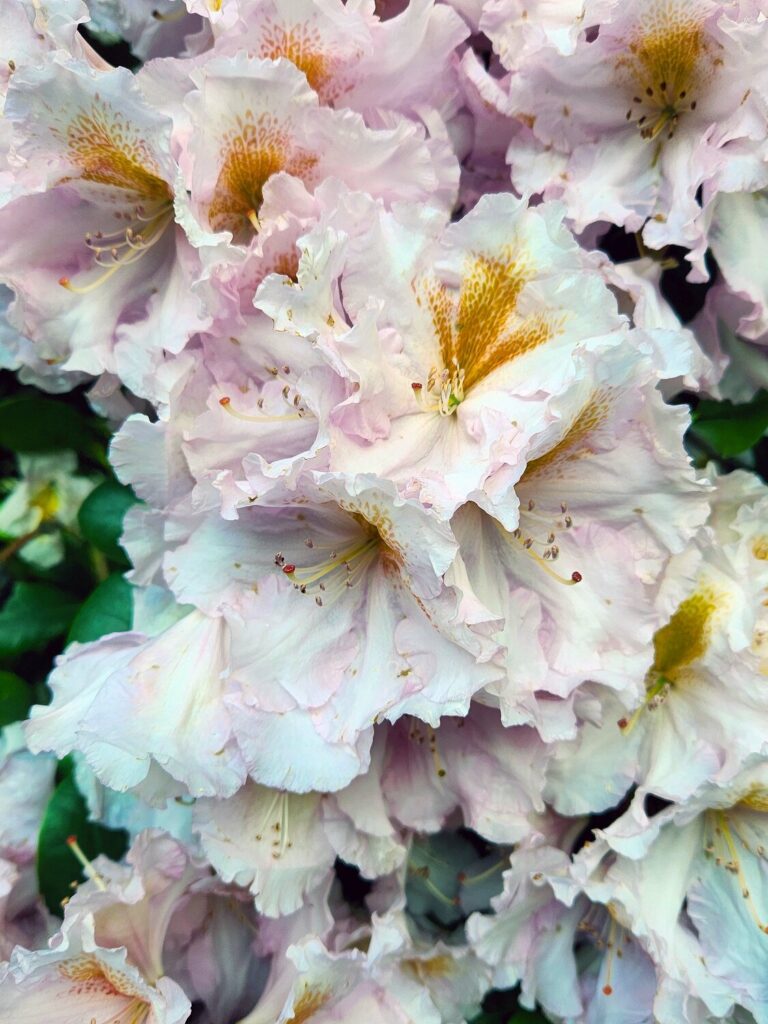 In the Garden: March | All Point Bulletin Pacific rhododendron.