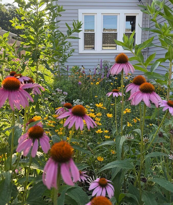 One Redditor shared images of their native garden (in USDA Zone 6b) from last summer, and it's a masterpiece.