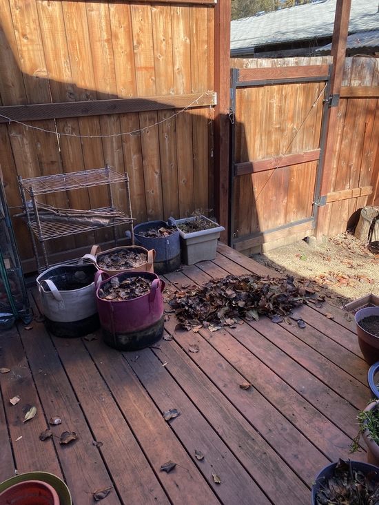 the metal rack against the north fence wall with grow bags and a big pile of leaves on the deck.