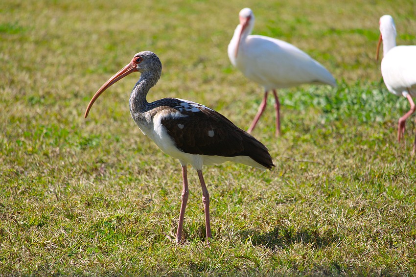 Birds, including this flock of white ibises, rely upon the habitat found at Longboat Key's Bayfront Park for foraging.