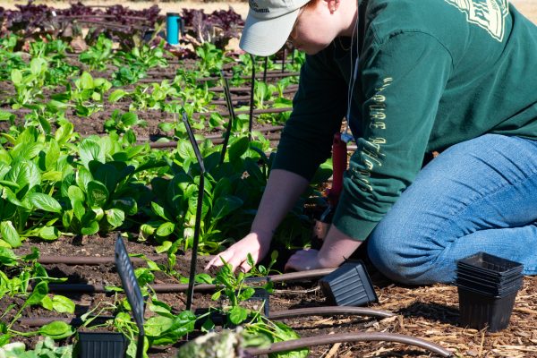 20260205 TheGardens EdoardoV