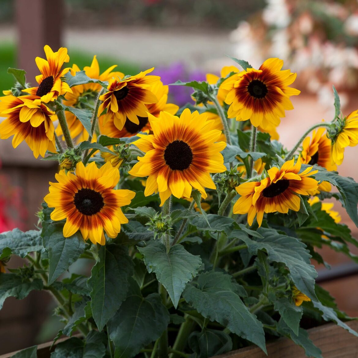 National Garden Bureau crowns the 2026 Green Thumb Award winners for garden innovation