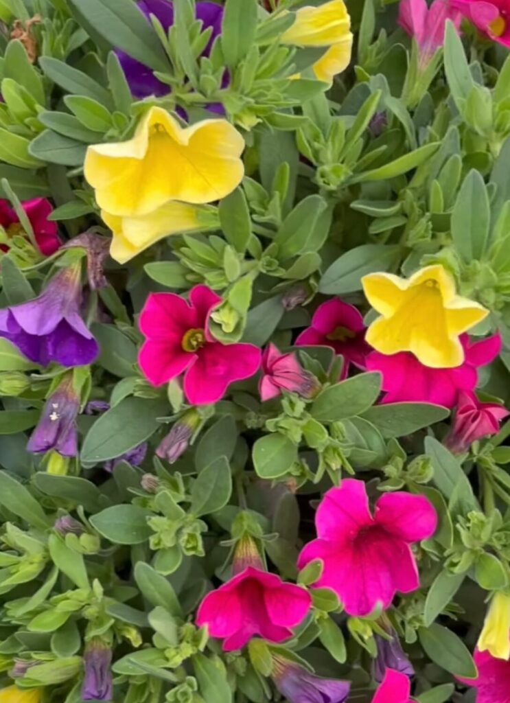 Colorful petunias add bright color to your winter landscape!