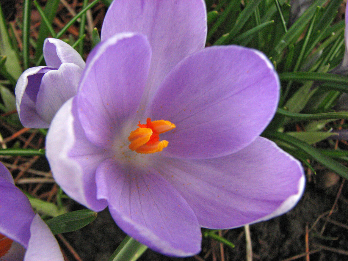In the Garden with Kelle: What can we plant in March? Crocuses are among plants that flower in spring in the Pacific Northwest.