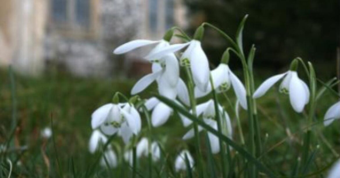Snowdrop garden to open for free to public at Upton museum Snowdrop garden to open for free to public at Upton museum