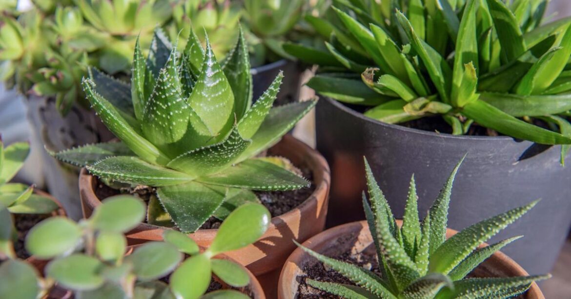 Why indoor gardening is a real escape from the gloomy winter