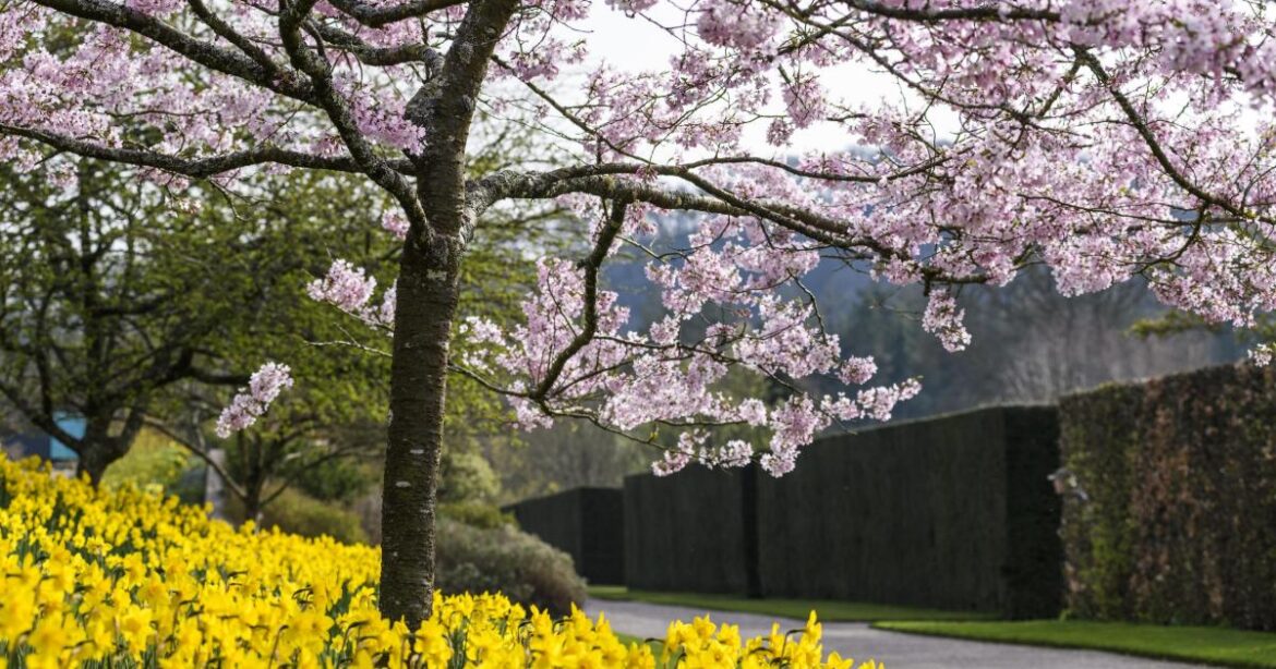 The stories behind the unique plants at RHS Rosemoor