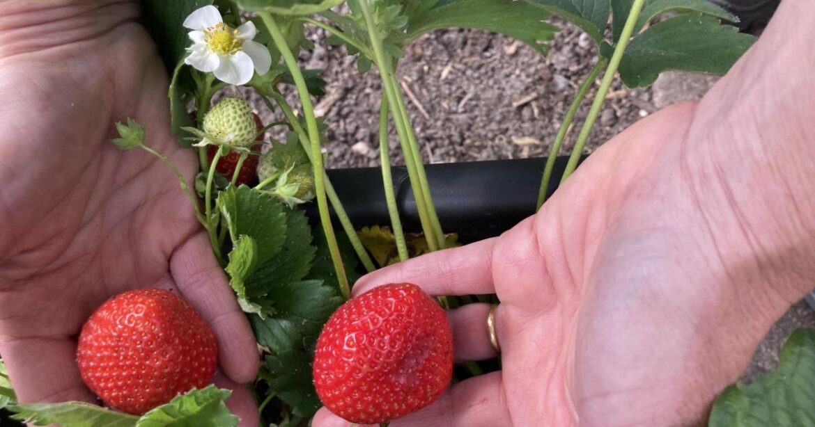 Derbyshire gardeners tips for growing red plants and veg