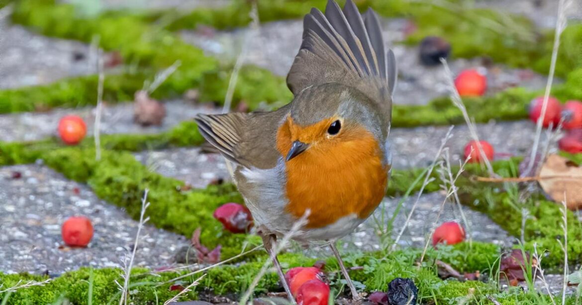 British Garden Centres advice on year-round birds support