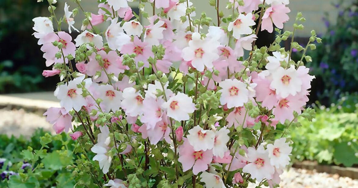Patio perfect pink flowers…we’re talking ‘Barnsley Baby’